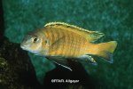 Tropheops tropheops tropheops